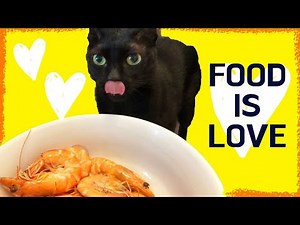 Cats Love Shrimp | Cats Enjoying Food (My Cats Favourite Food)
