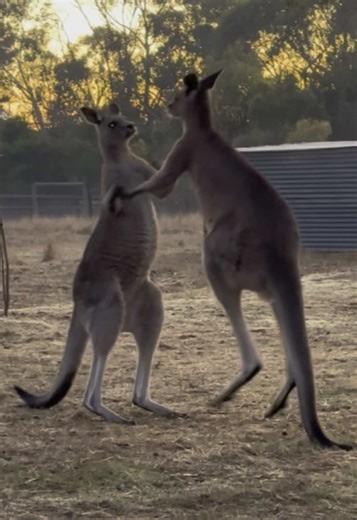 A Day in the Funky Farm: Fun and Farm Life