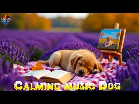4 Hours of Relaxing & Calming Music for Dogs 🐶💤Deep Sleep & Anxiety Relief💖when alone #dog music