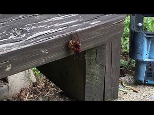 Red Wasp vs. European Hornet