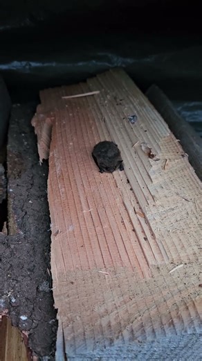 Live Bat in Firewood Pile #firewood #batman #scaredme