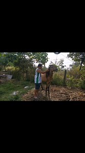 1.7K views · 38 reactions | My dodong lab lab yan | Jeremy Ian Fulgencio | Facebook