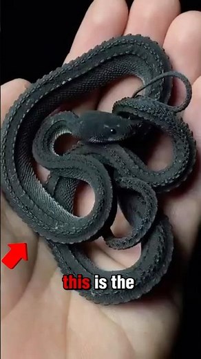 Is This A Snake Or A Mythical Creature?!