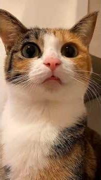 This Cat Is a Terrible Mom 😂