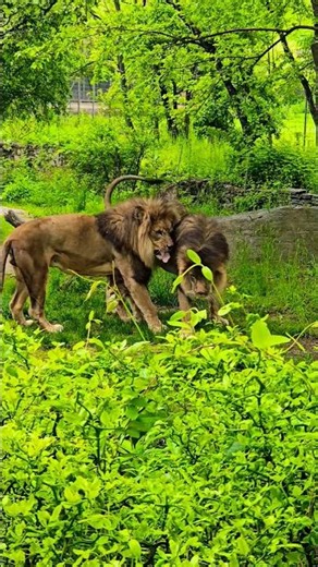 Bronx Zoo Lions Having a Total Mood! 🦁😂