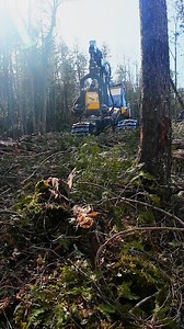 3.5K views · 14 reactions | Logging Lifestyle  #LOGGERMACK #forestry #sustainable | Logger Mack | Facebook