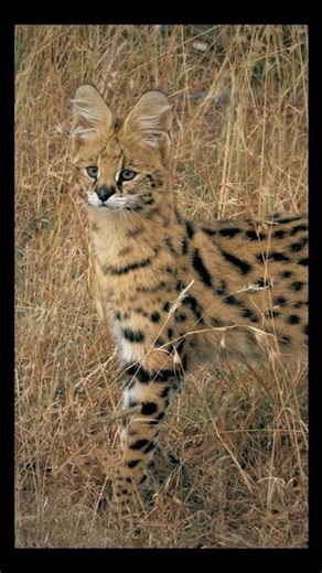 🐆 Serval cat: graceful, wild, spotted, tall, swift, alert, elegant, powerful, curious, African.