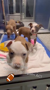 41K views · 1K reactions | Just in time for our “Tails and Touchdowns” adoption event this Saturday January 25th from 10-2 Team AC has drafted some future MVP’s! Come meet Travis, Taylor, Patrick, Brittany and Carrie! These adorable 8 week old pups are ready to tackle your heart! ❤️  | Macomb County Animal Control | Facebook