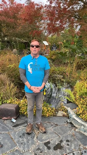 Koi buddies swapping colors? Yep, it’s all part of their glow-up. Here’s the real deal on why your small koi might be changing colors: Growing Up: As koi get older, their colors can shift. Some don’t show their true colors until they hit koi puberty or even beyond. Keep an eye on Kumonryu and Showa varieties – they’re real late bloomers. | Falling Water Designs