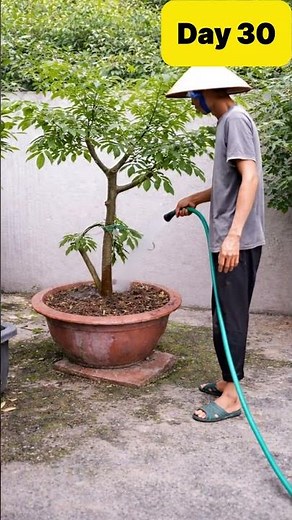A Sapodilla Tree Over Time