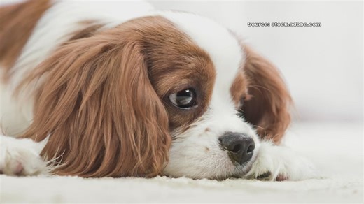 Coping with pet loss: Virtual support group helps pet parents grieve