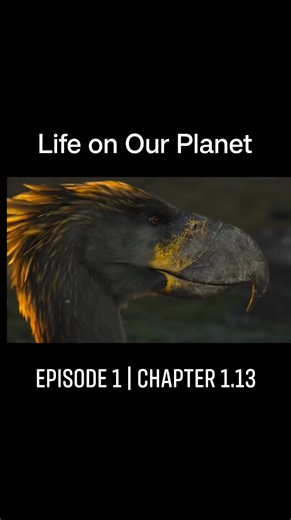 36K views · 1.5K reactions | Life on Our Planet | Season 1 Episode 1 | The Rules of Life Chapter 1.13 | Prehistory, Nature and Science | Facebook