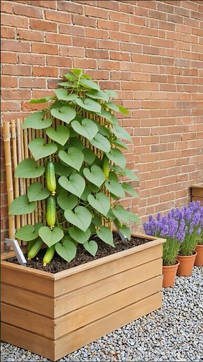 Bamboo Trellis to Cucumber Harvest 🥒