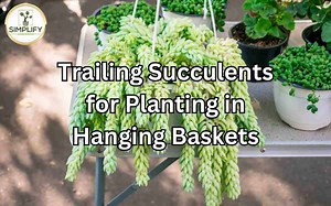 26 Best Trailing Succulents for Planting in Hanging Baskets - Simplify Gardening