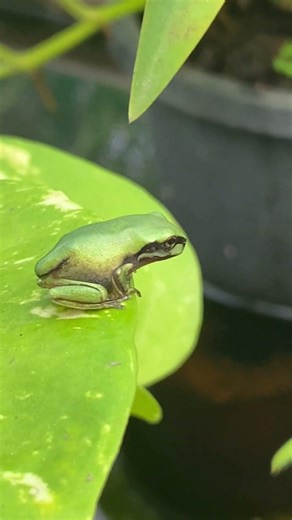 How are they so cute Froglets #cute #nature #evolution #bioscience #amphibians #amazingfrog #frog
