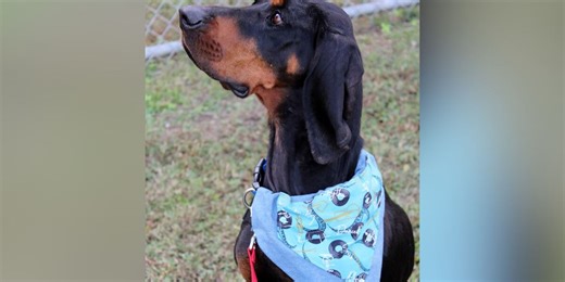 Pet of the Week: Jolene from Monty’s Home