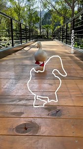 Impossible Pause Game #1 | seducktive