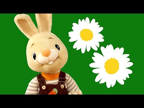 Harry The Bunny - Educational Learning Videos for Toddlers | Baby Shows Compilation | Baby Sensory