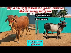 6-விற்பனை பதிவுகள்.கிர் ,காங்ரேஜ் சினை மாடுகள்.மயிலை சினை,கன்று மாடுகள்.