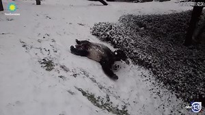 671K views · 2.5K reactions | This video will surely make you smile!❄️藍 Here's how pandas Mei Xiang and Tian Tian are enjoying their snow day at the Smithsonian National Zoo in Washington D.C. Although the Houston area isn't expected to see any snow this week, we are enjoying all the videos from up North. : Smithsonian’s National Zoo and Conservation Biology Institute #SnowFun #Pandas #FunnyAnimals #CuteVideo #ViralVideo | ABC13 Houston | Facebook