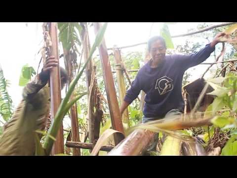 Abaca Fiber Production Process in Antique