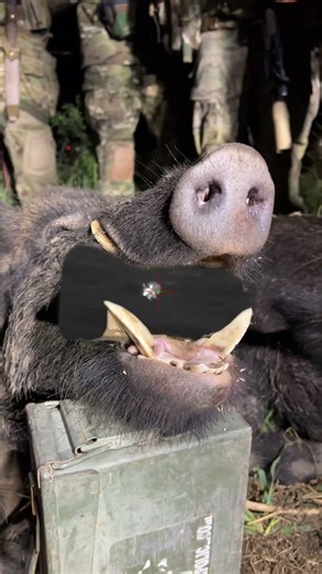 You're Not Ready for This... 2026 Wild Hog Hunts in Texas #Hype #freddiedreddtypebeat #hunting #2026