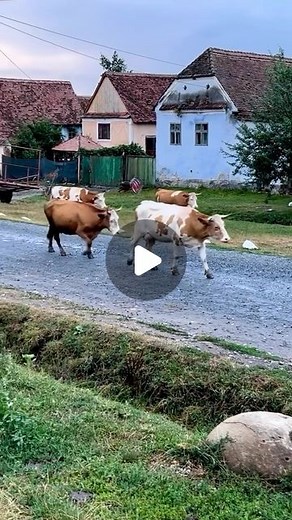 Romania on Instagram: "The simplicity of authentic life. Waking up early, with the first rays of the sun, strolling down dew-kissed lanes, milking the cows and sheep, and then turning that freshly drawn milk into something magical. This is how the villagers often begin their mornings. In the heart of the Romanian countryside, there’s a rhythm to life that’s both ancient and timeless. It’s a place where traditions run deep, and the connection to the land is unbreakable. As the sun bathes the roll