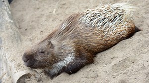 Porc-epic commun : taille, description, biotope, habitat, reproduction