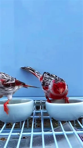 Agat Mosaic Rouge Canary 🍎💕❤ #bird #canaries #canari #canario #canary