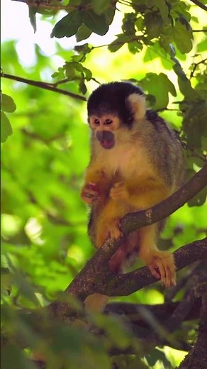 Monkey sounds #nature #naturedocumentary #wildlife