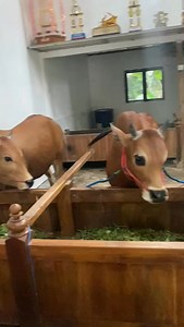 Karapan Sapi Tim Anti Virus | Kerapan Sapi Madura