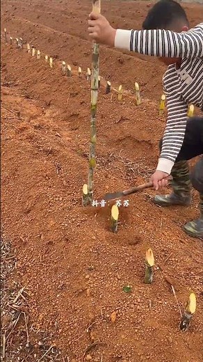 How to Grow Sugarcane: Step-by-Step Guide