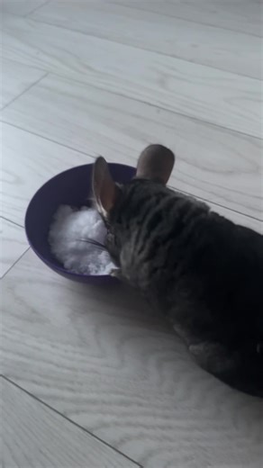 Chinchilla's First Encounter with Snow