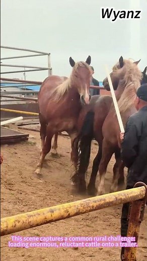 Easy Way To Load Cattle 🌾↓ #howto