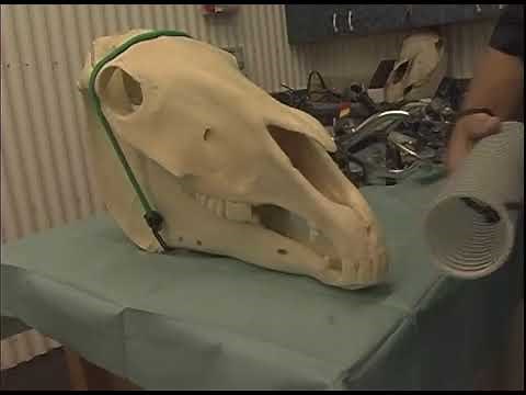 PowerFloat Dental Procedure Demo