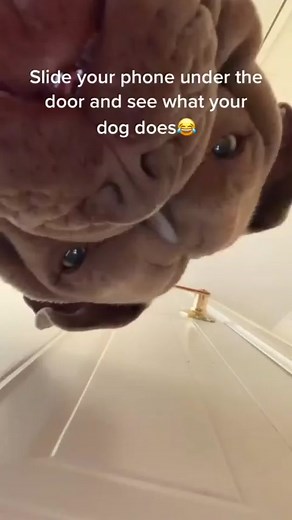 Curious Doggos: Phone Under the Door Experiment