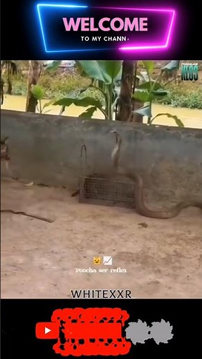 😱 Cat Attack on Snake 🐱🔥 | Viral Fight Clip 💨// #funny #cat