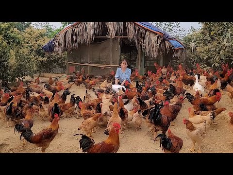 Chicken breeding. Farmers bring chickens to the market to sell poorly. (Episode 143).