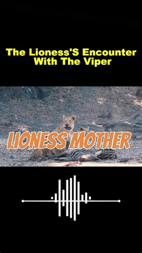 Black Mamba vs Lioness – Rescue Story#wildlife #lioness #animalrescue #savannah #wildlifestory