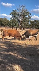 La importancia de las fundas en las hechuras de los toros cuando se pelean Pedraza Yeltes🐃👏🐂💕#shorts