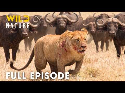 Wild Savannah (Full Episode) | The Brutal Price of Survival | nature documentary