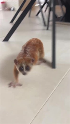 A Slow Loris is a small, nocturnal primate native to Southeast Asia’s forests, known for its big, round eyes and slow, deliberate movements that make it look extra cute and mysterious. #SlowLoris #CuteButWild #NocturnalAnimals #FYP #wildandadorableusa