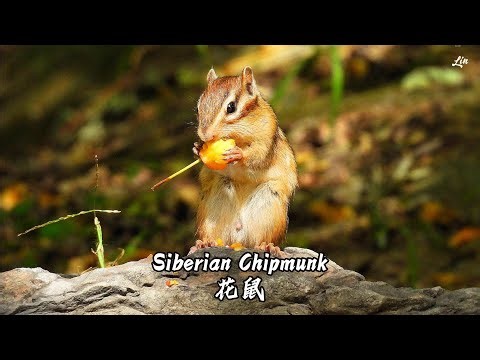 Siberian Chipmunk