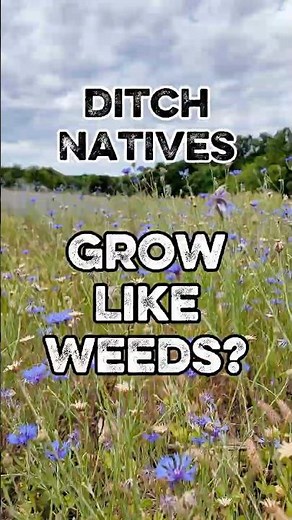 Best Flowers for your Regenerative Orchard - Cornflower