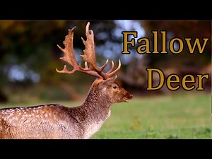 Fallow Deer During the Rutting Season - Holkham Hall, North Norfolk