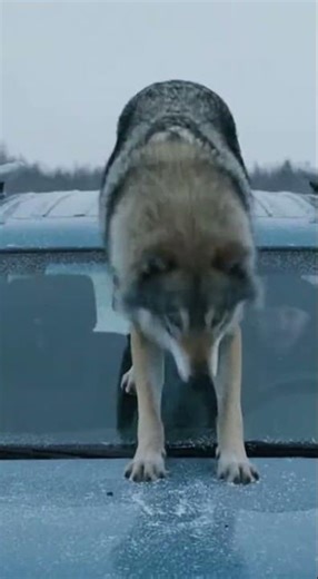 Trapped in the Car as Wolves Surround and Howl 🐺❄️