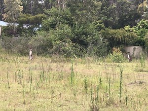 62 Government Road, Wyee Point, NSW 2259