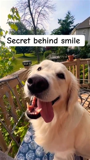 Ye Smile Cute Nahi… Ek Signal Hai (Golden Retriever Truth) #shorts #youtubeshorts