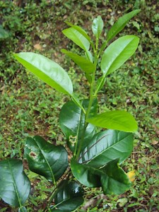 Sembrar Papaya: Condiciones, Riego, Plantación [  Imágenes]