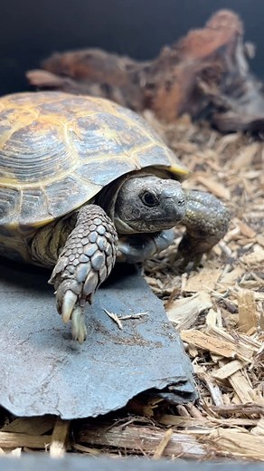 11 reactions | This little Russian Tortoise is FULL of energy and ready to explore!  #speedy #tortoise #cute #reptile #fyp #shoplocal #smallbusiness #boisereptilecompany | Boise Reptile Company | Facebook